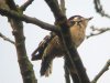 Lesser Spotted Woodpecker at Hockley Woods (Steve Arlow) (50705 bytes)